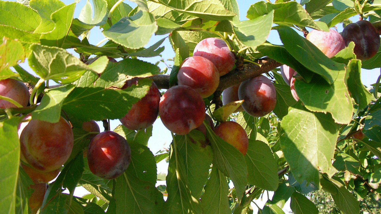 Fruit Picking in Yoichi and Niki Fruit Picking in Yoichi and Niki
