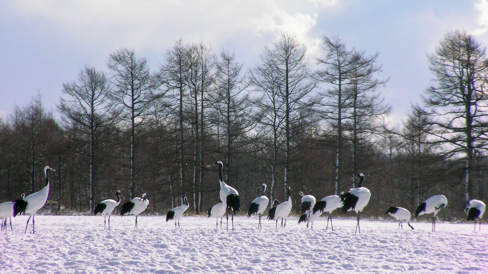 Tancho Crane Watching in Tsurui Tancho Crane Watching in Tsurui