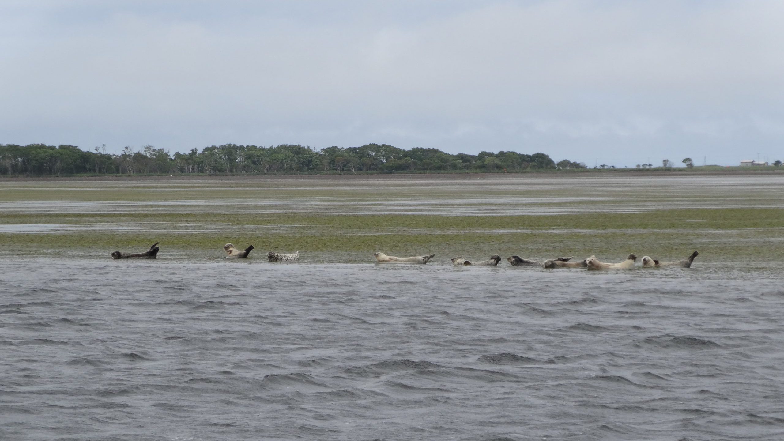 Notsuke Peninsula and Wildlife Cruises Notsuke Peninsula and Wildlife Cruises