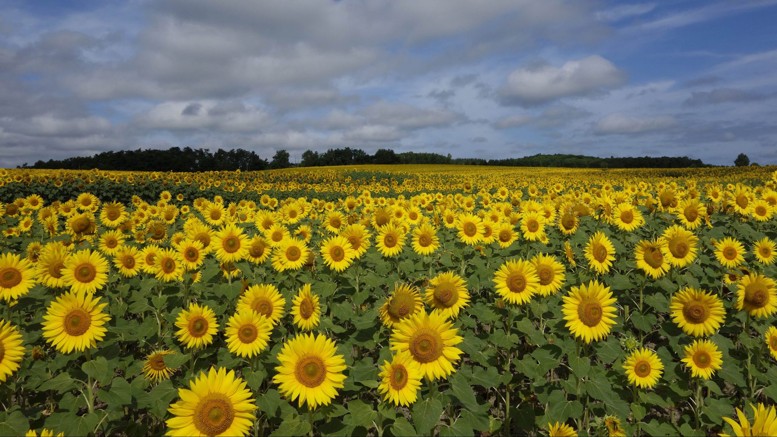 Sunflower Town Hokuryu Sunflower Town Hokuryu