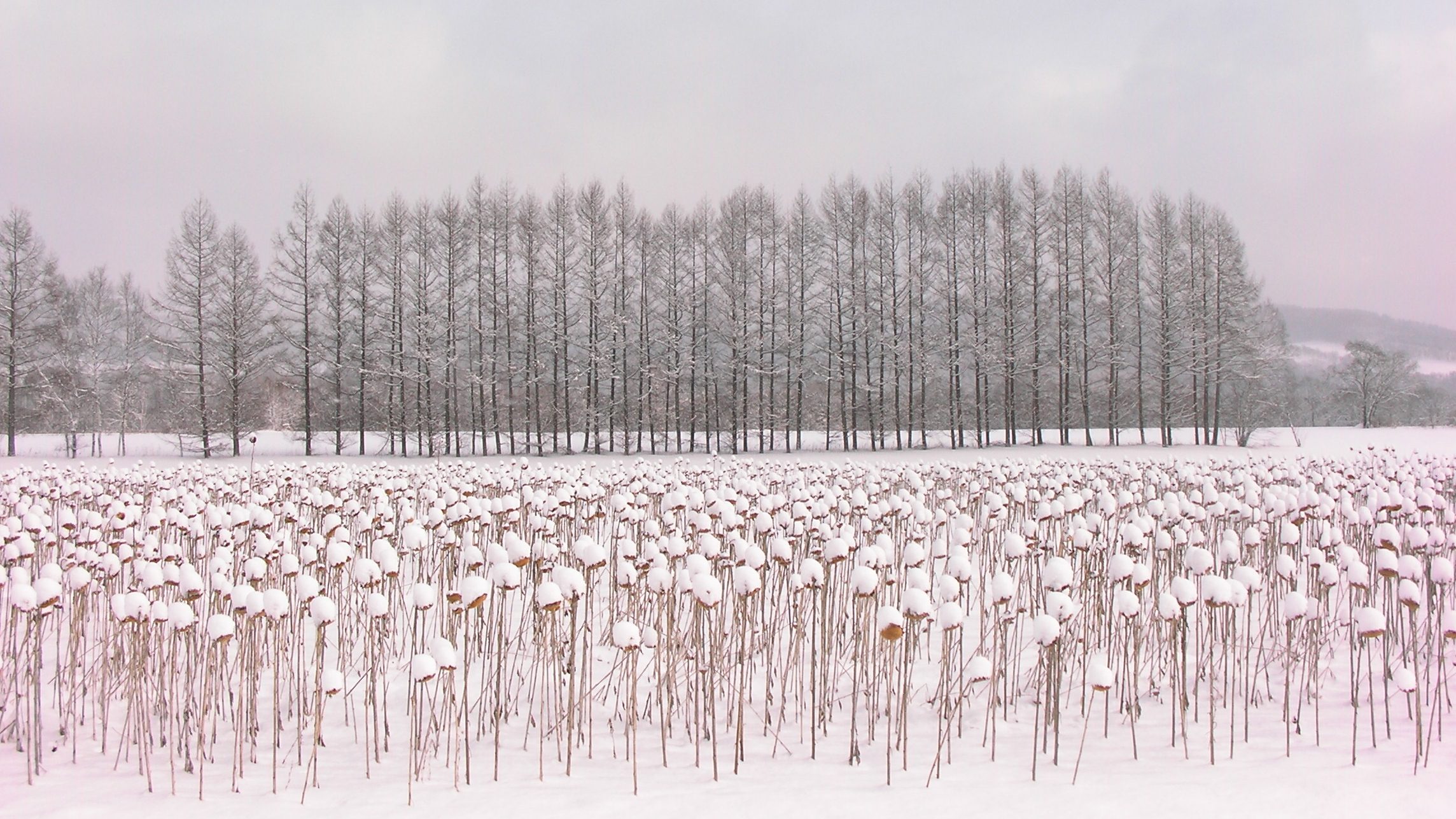 Rikubetsu: Tokachi’s Coldest Town Rikubetsu: Tokachi’s Coldest Town