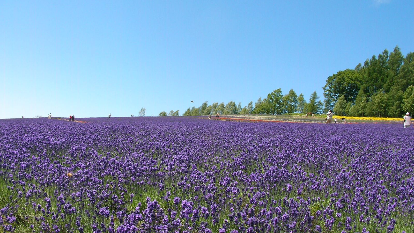 Nakafurano Lavender Gardens Nakafurano Lavender Gardens