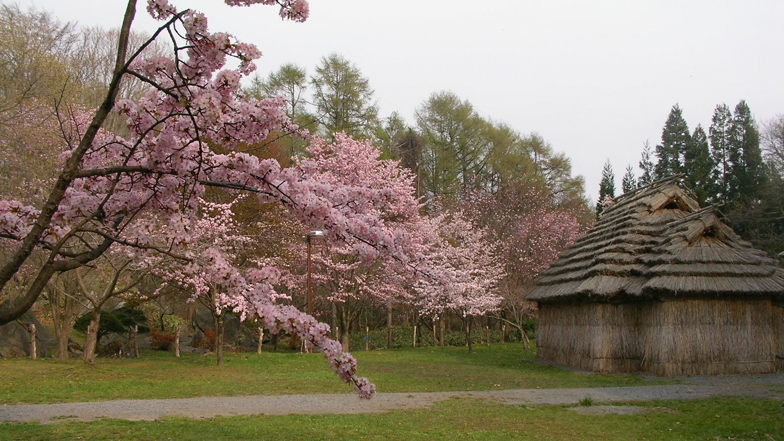 Cherry-blossom Viewing in Date and Usu Cherry-blossom Viewing in Date and Usu