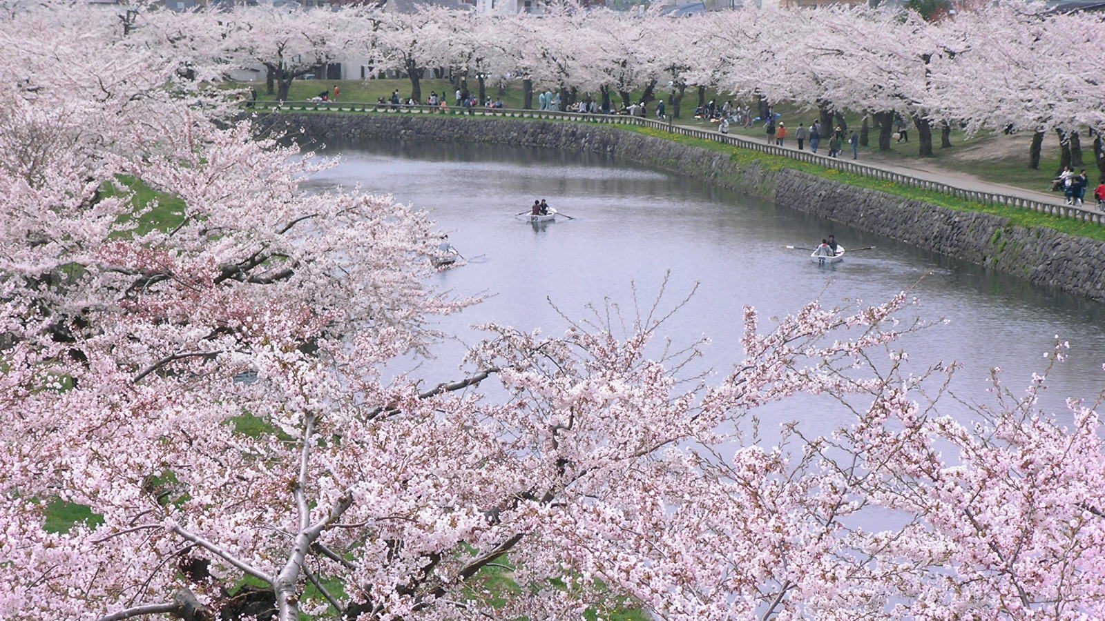 Cherry-blossom Viewing in Hakodate Cherry-blossom Viewing in Hakodate
