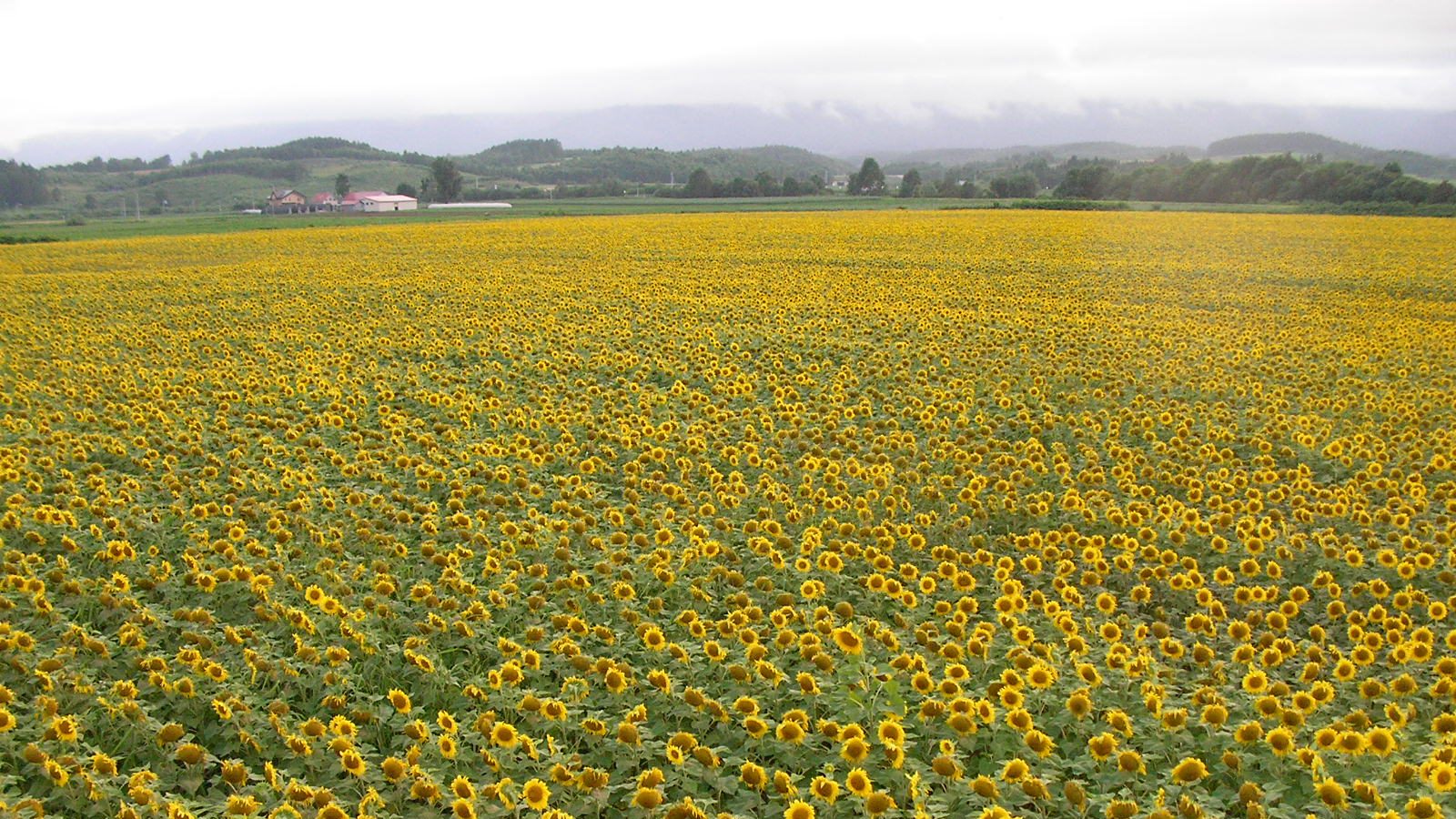 Sunflower Town Nayoro Sunflower Town Nayoro