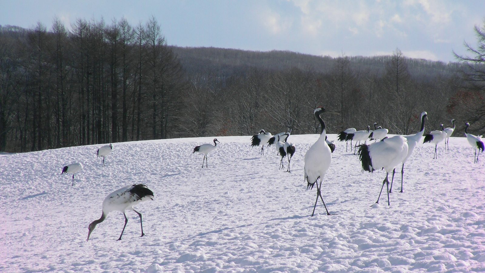 Wildlife Watching in Hokkaido Wildlife Watching in Hokkaido