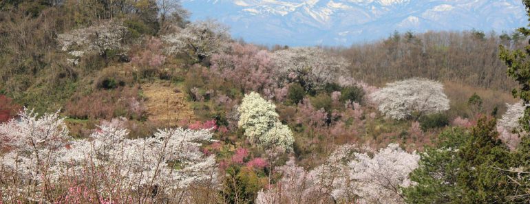fukushima, hanamiyama, cherry blossoms-722966.jpg