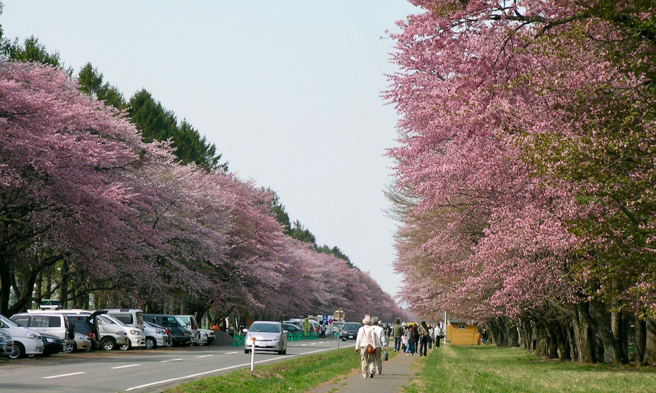 Day trip from Sapporo to Shizunai Sakura Festival | Best itinerary