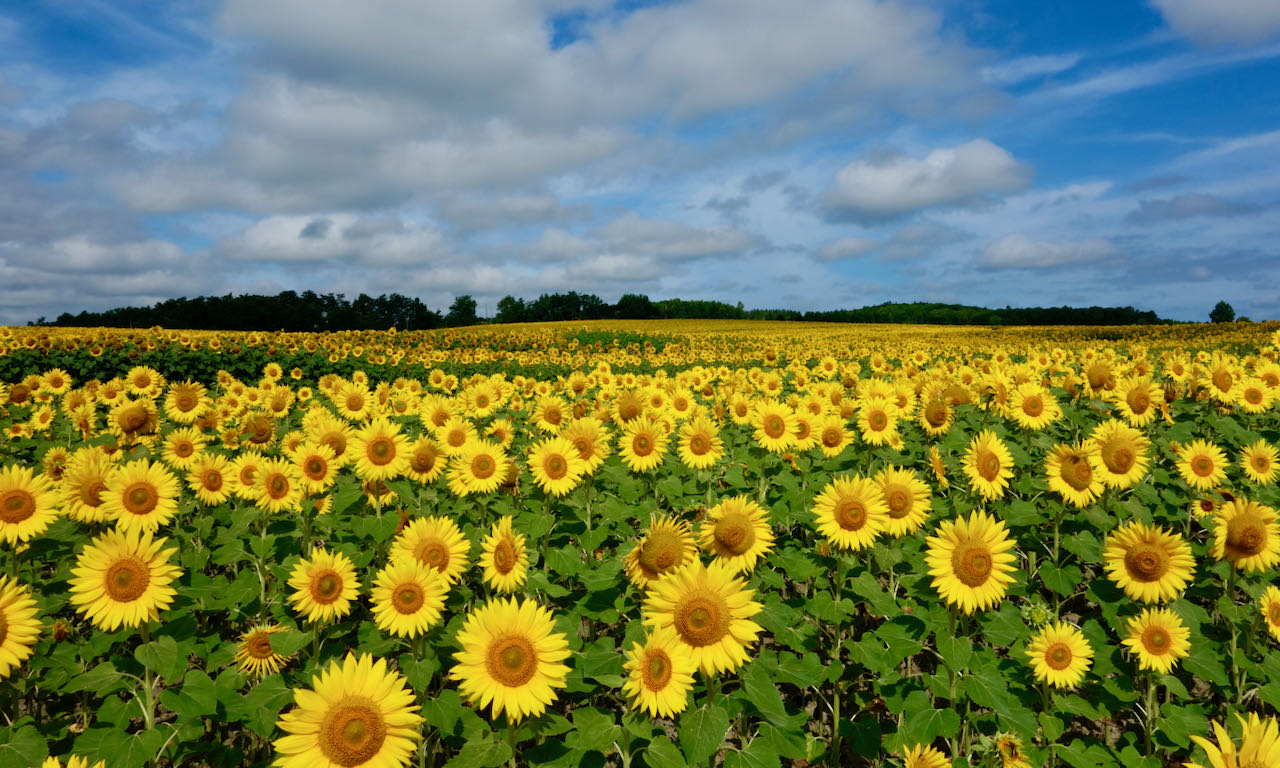 Hokuryu Travel HOKKAIDO PLUS Hokuryu Travel HOKKAIDO PLUS