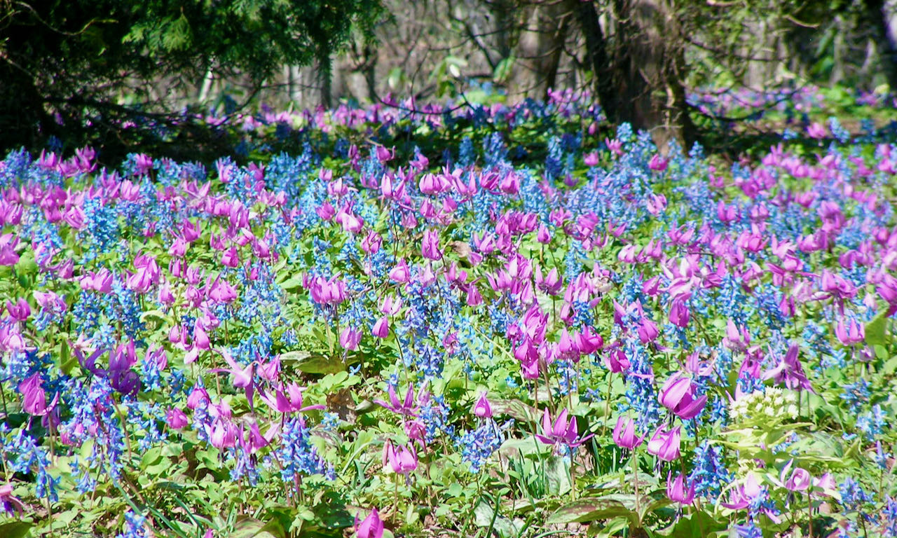 Exploring Urausu Flower Fields and Countryside | Sorachi Region