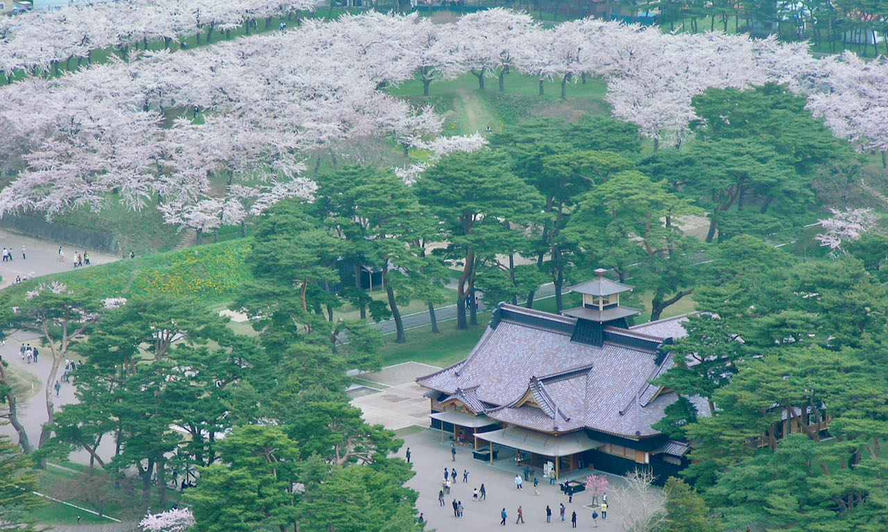 Exploring Hakodate cherry-blossom spots