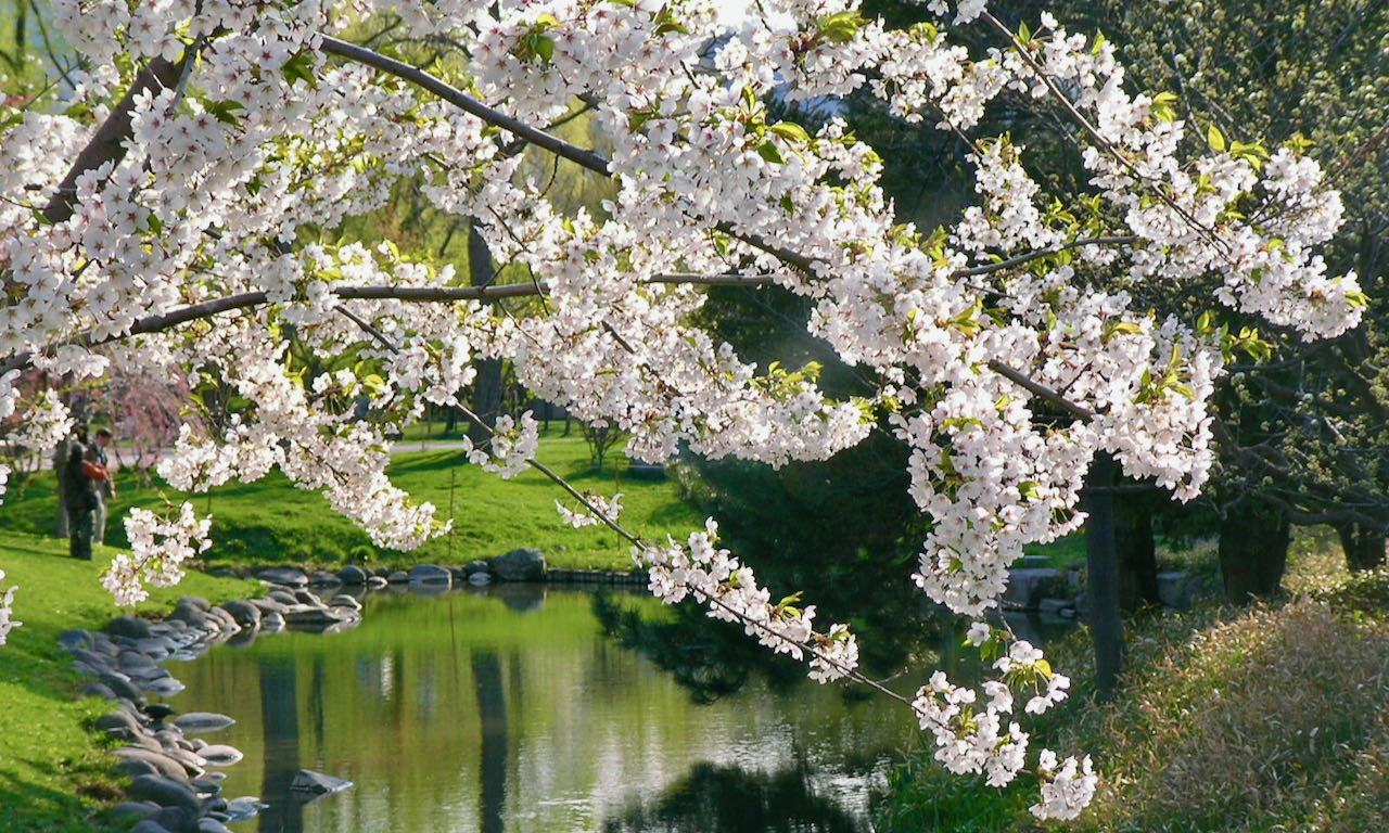 北海道 桜の名所10選 | お花見・夜桜・エゾヤマザクラをめぐる旅