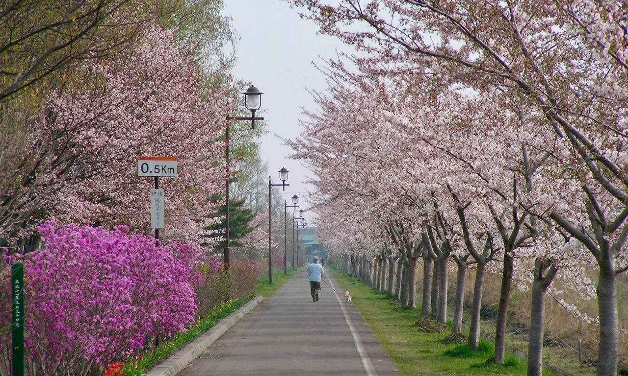 Exploring Date cherry-blossom spots