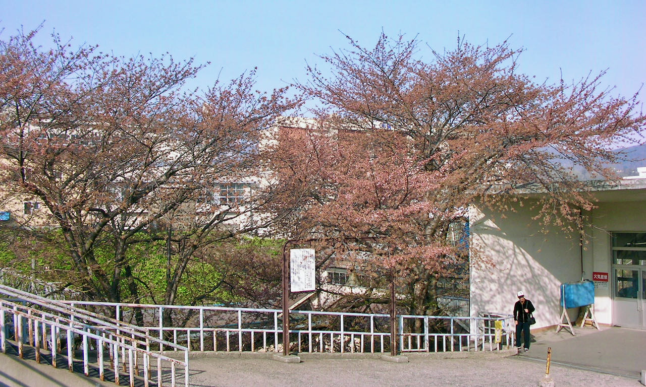 Exploring Minami-Otaru cherry-blossom spots