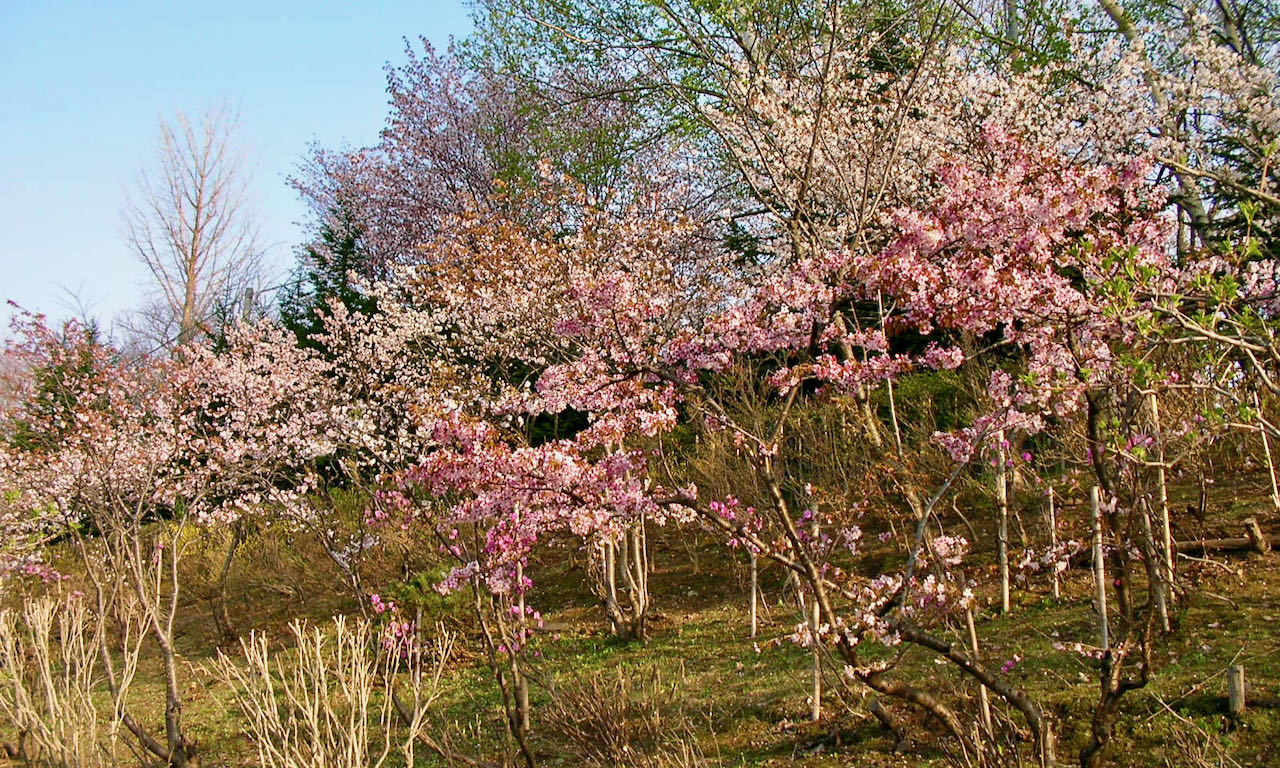 Exploring Sapporo cherry-blossom and power spots